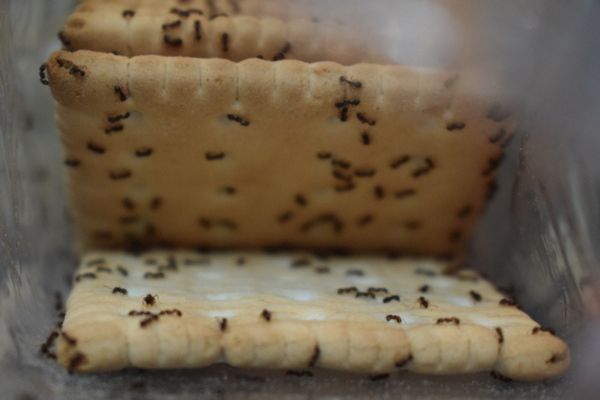 ants on pantry item