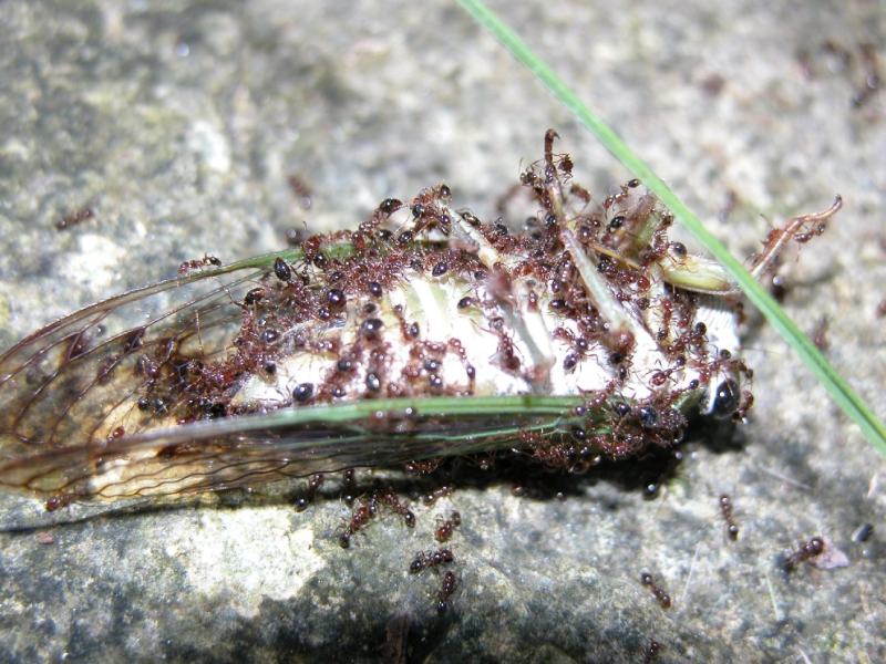 fire ants