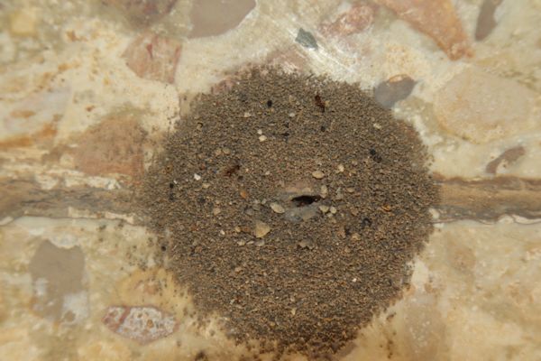 odorous house ant nest