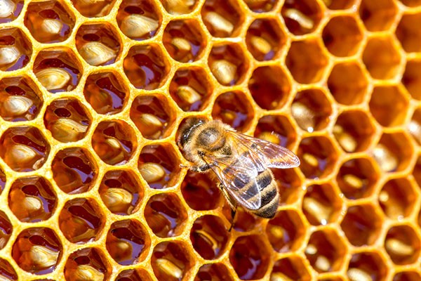 bee on a honeycomb