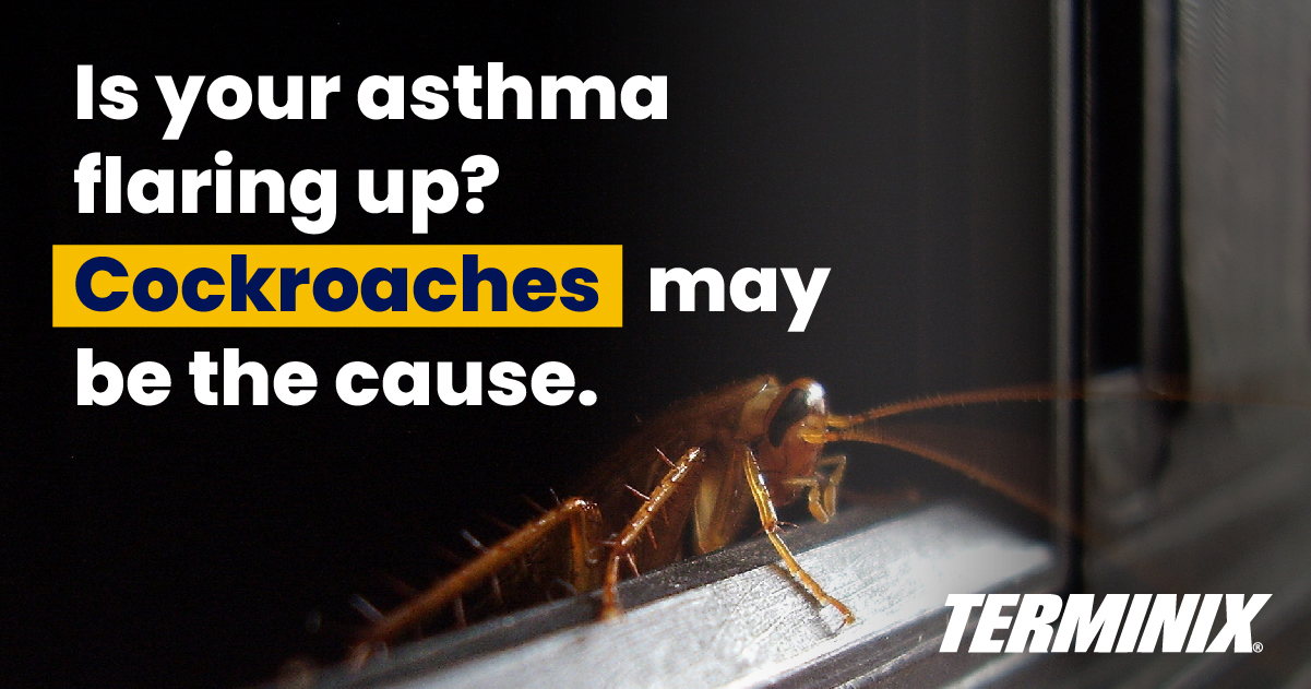 cockroach asthma