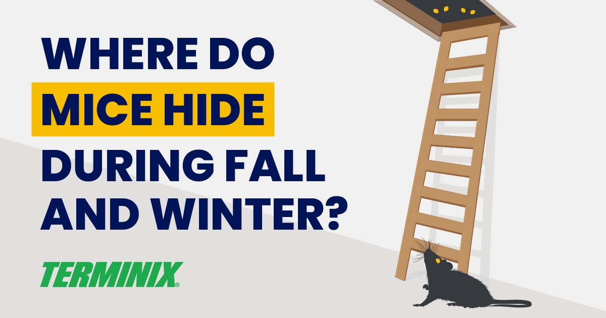 where mice hide in a house