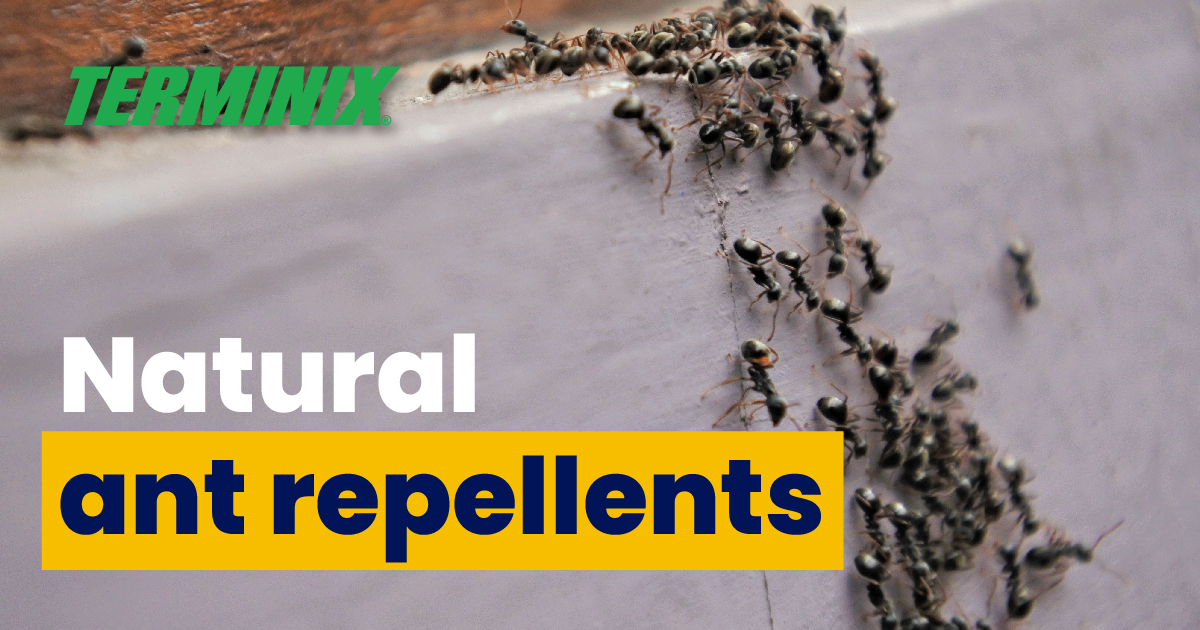 natural-ant-repellent
