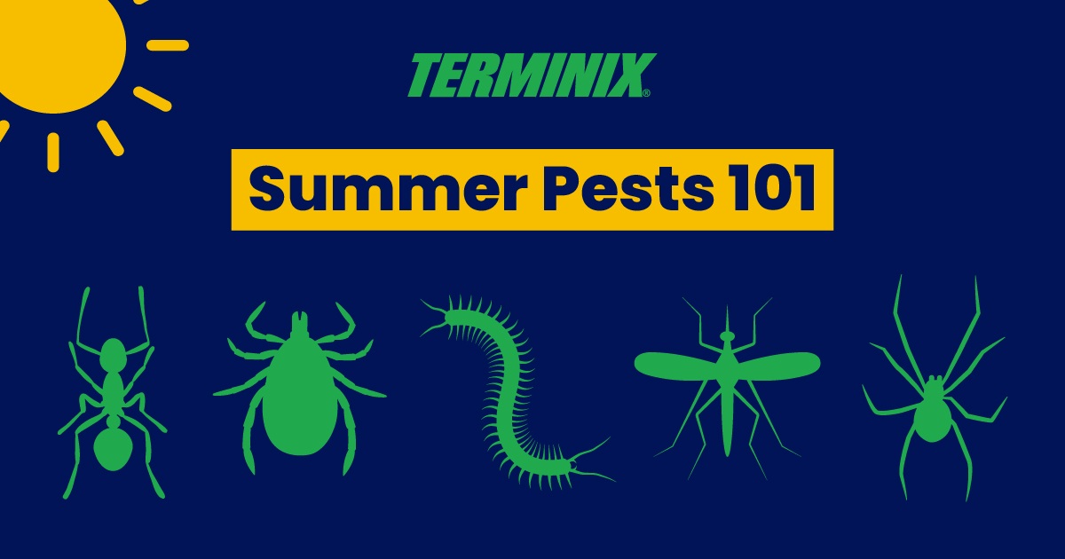 summer pests graphic