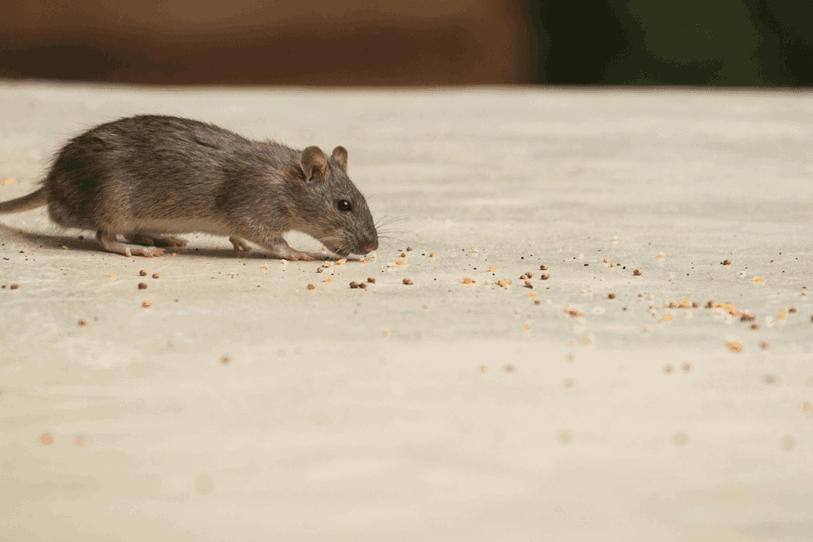 rodents-in-business