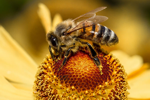 bee