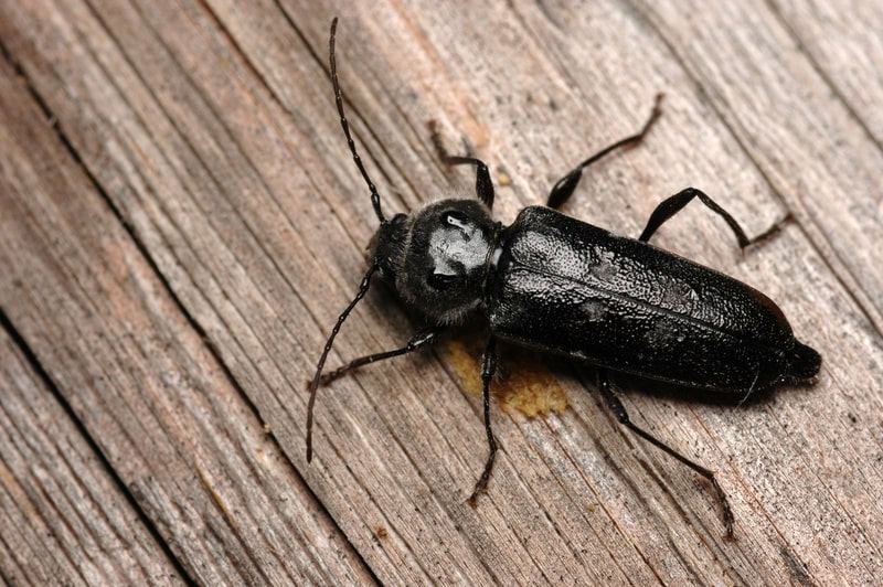 black beetle on wood