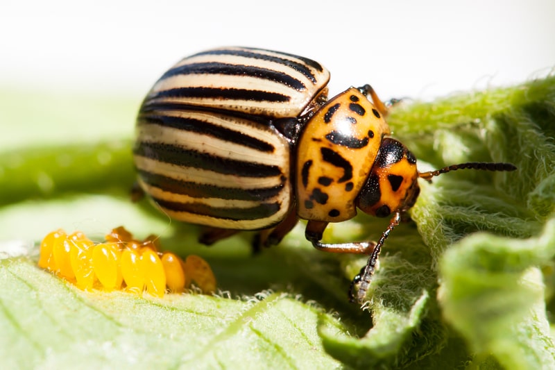 colorful beetle with eggs