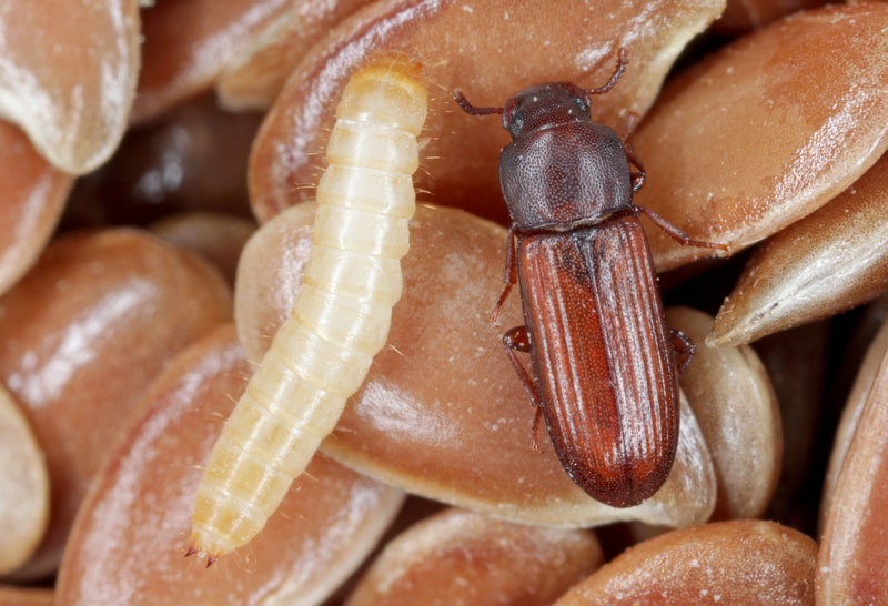 beetle larva