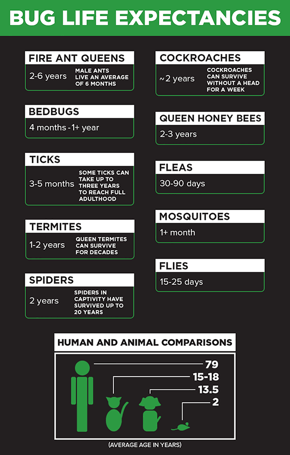 bug life expectations