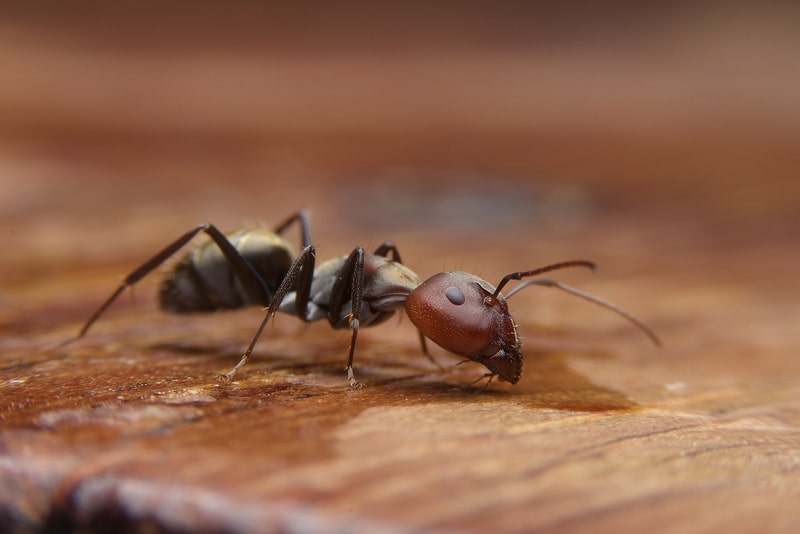 carpenter ant