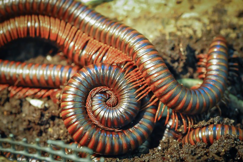 millipede