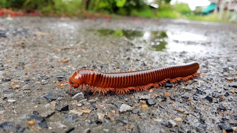 big millipede