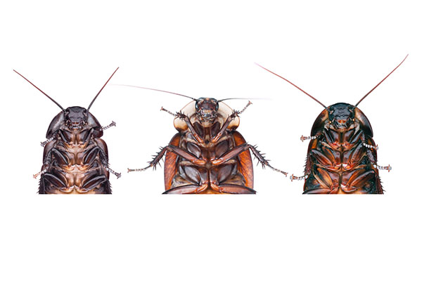 roaches
