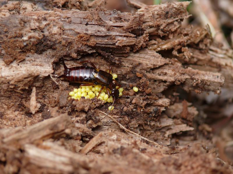 earwig protecting eggs