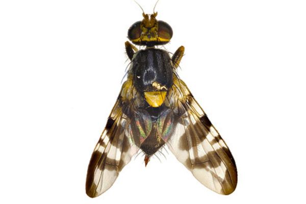 European Cherry Fruit Fly