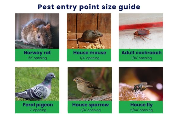 Pest point entry size guide infographic