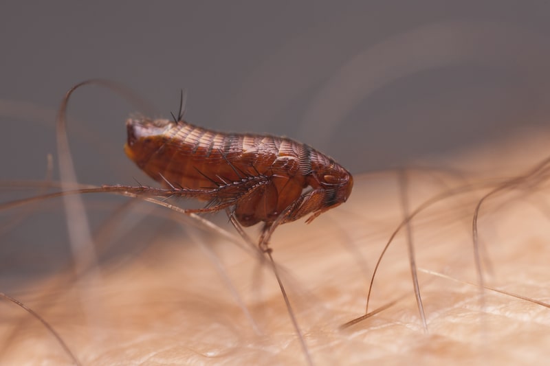 human fleas