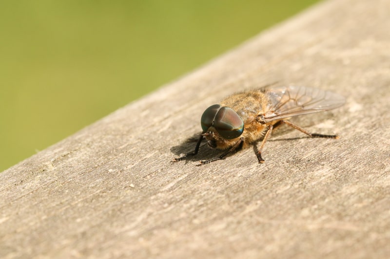 Close up of a Horse fly