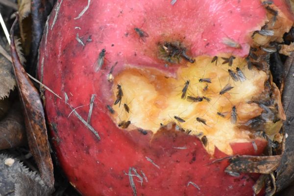 Fruit flies on bitten apple