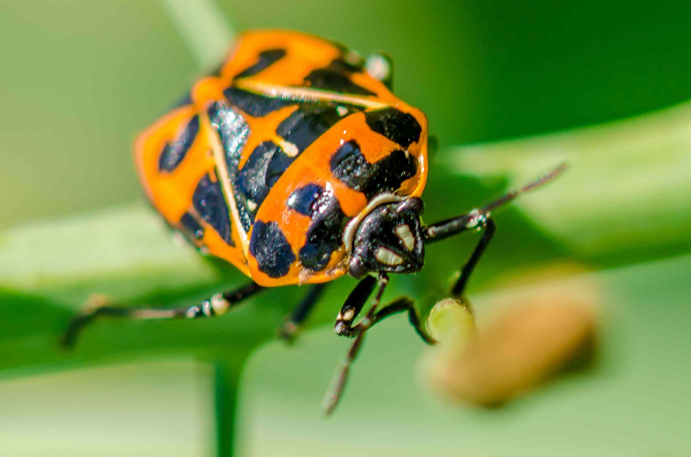 orange and black Harlequin stink bug 