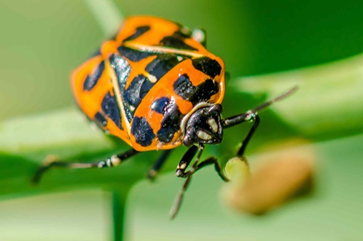 orange and black Harlequin stink bug