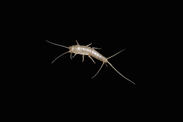 silverfish