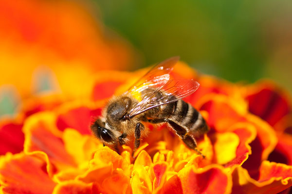 how-To-Treat-A-Bee-Sting