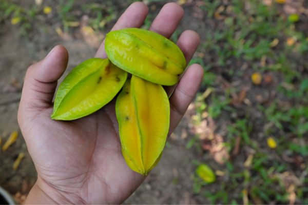 Infected fruit with fruit flies