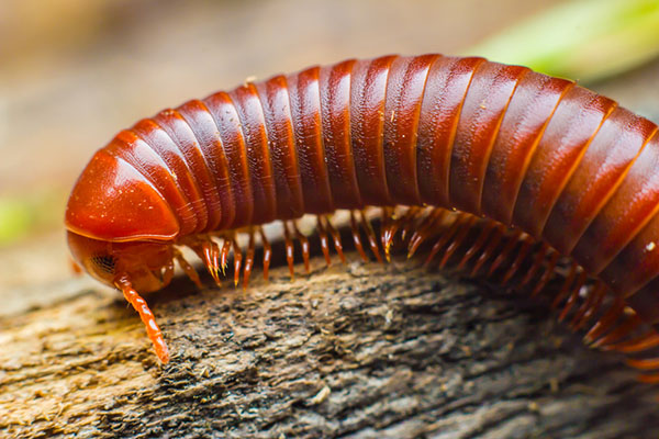 interesting facts about millipedes