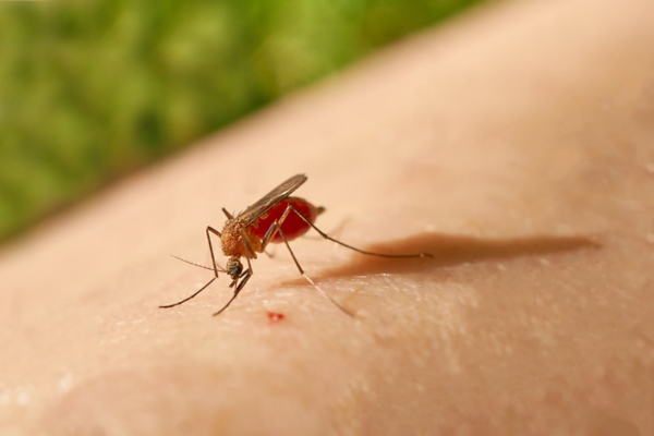 Mosquito biting skin