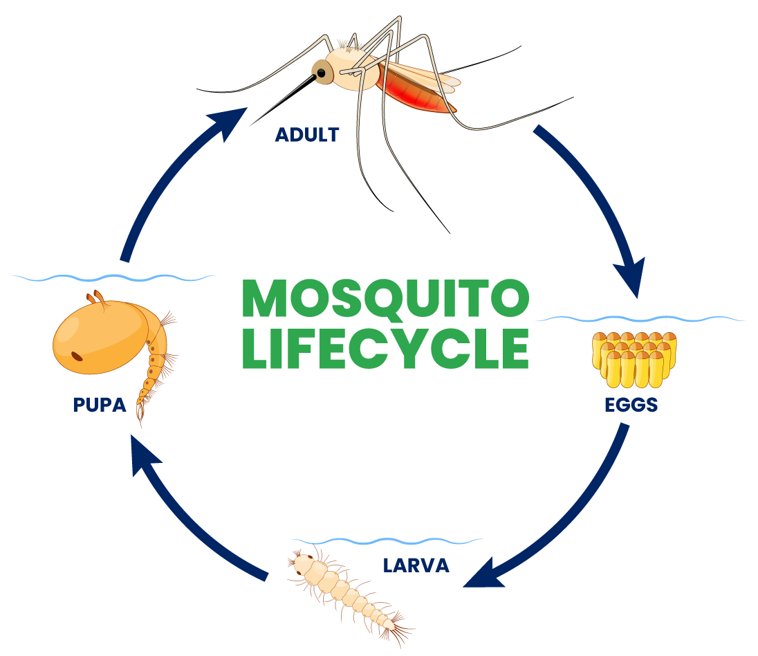 Mosquito lifecycle diagram