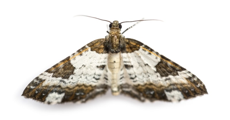 carpet moth