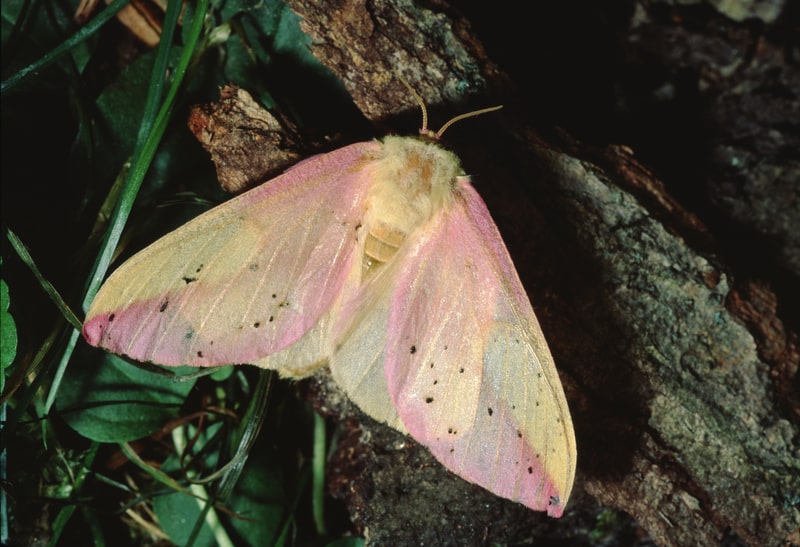 rosy maple moth