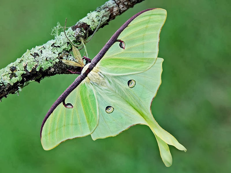 luna moth