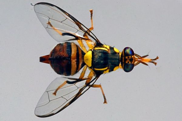 Oriental fruit fly