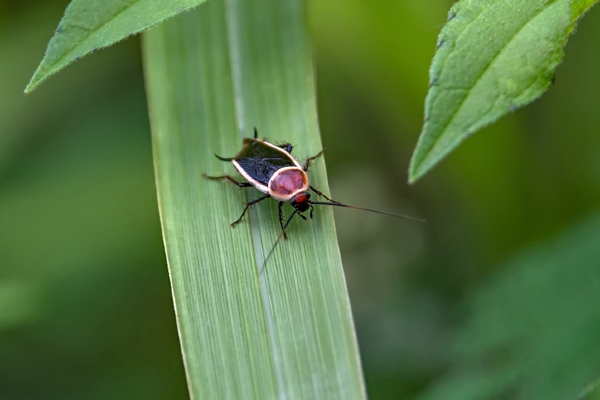 Pale-bordered field cockroach