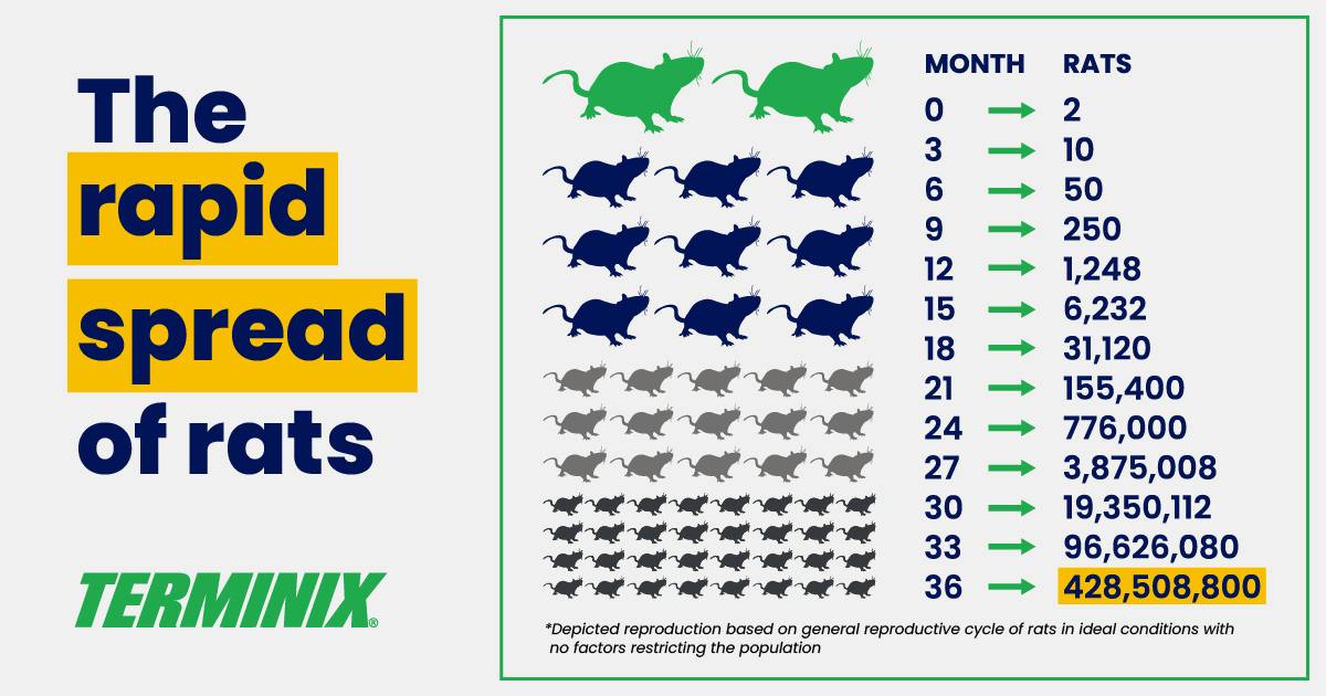 infographic of the spread of rats