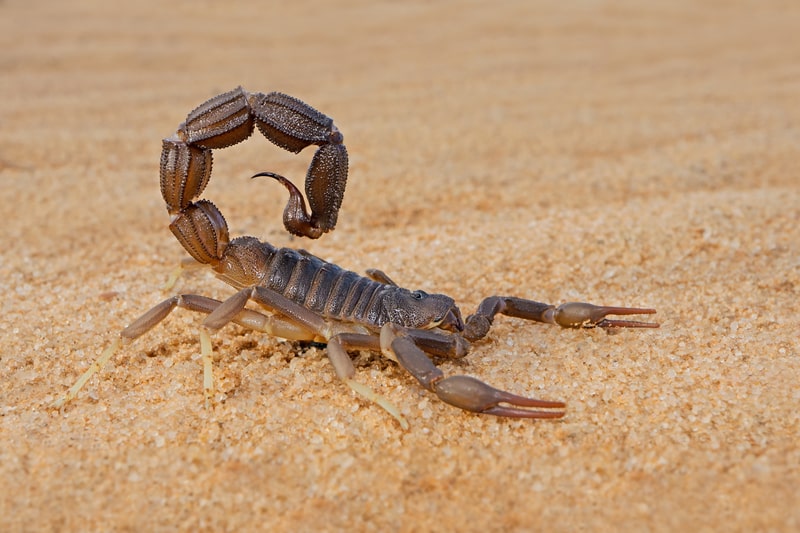 scorpion image
