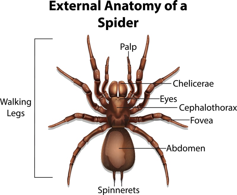 External anatomy of a spider