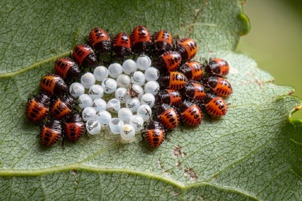 Stink bug eggs on leaf
