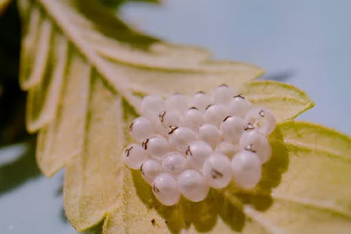 Stink bug eggs