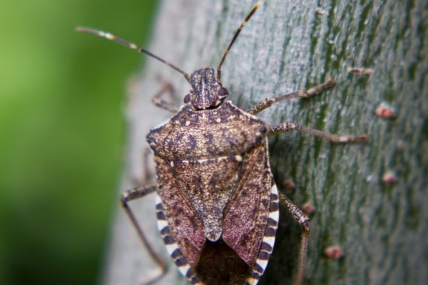 Stink bug on tree