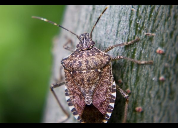 Stink bug on tree