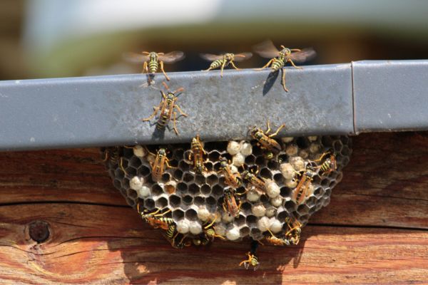wasps flying around a honeycomb