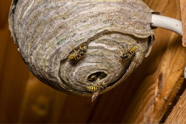 wasps flying around nest