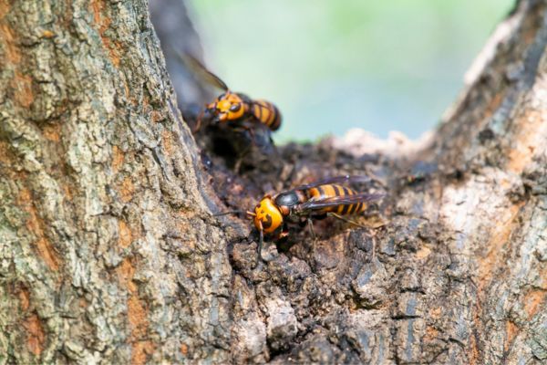 wasps flying around nest