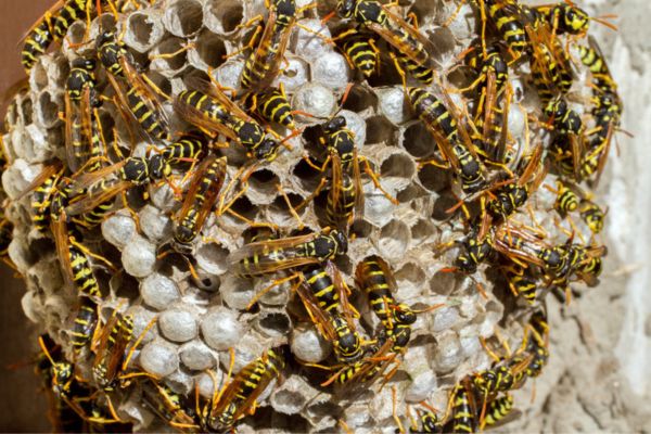 colony of wasps on honeycomb