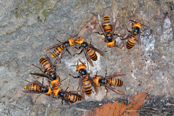 wasps on a stone