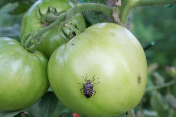 stinkbug on apple